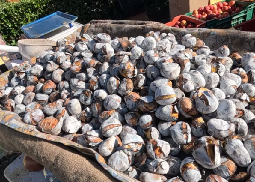 Roasted chestnuts displayed at a stall at the 2025 Ottobrata Zafferanese